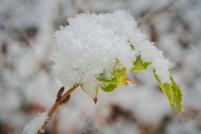 Close-up of frozen plant