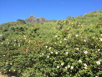 Scenic view of flowering plants on land against sky