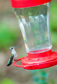 Hummingbird on bird feeder over field