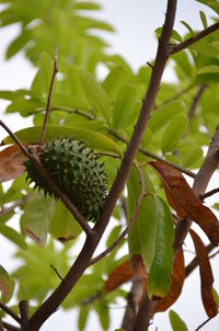 Close-up of tree branch