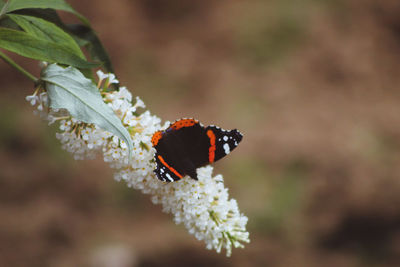 Close-up of butterfly pollinating on flower