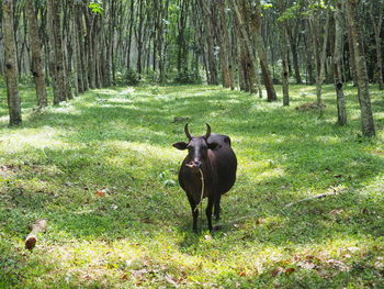 Horse in a forest