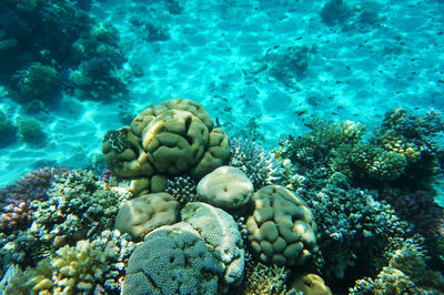 Close-up of coral in sea