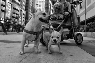 Dogs on sidewalk