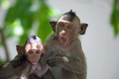 Close-up of monkey