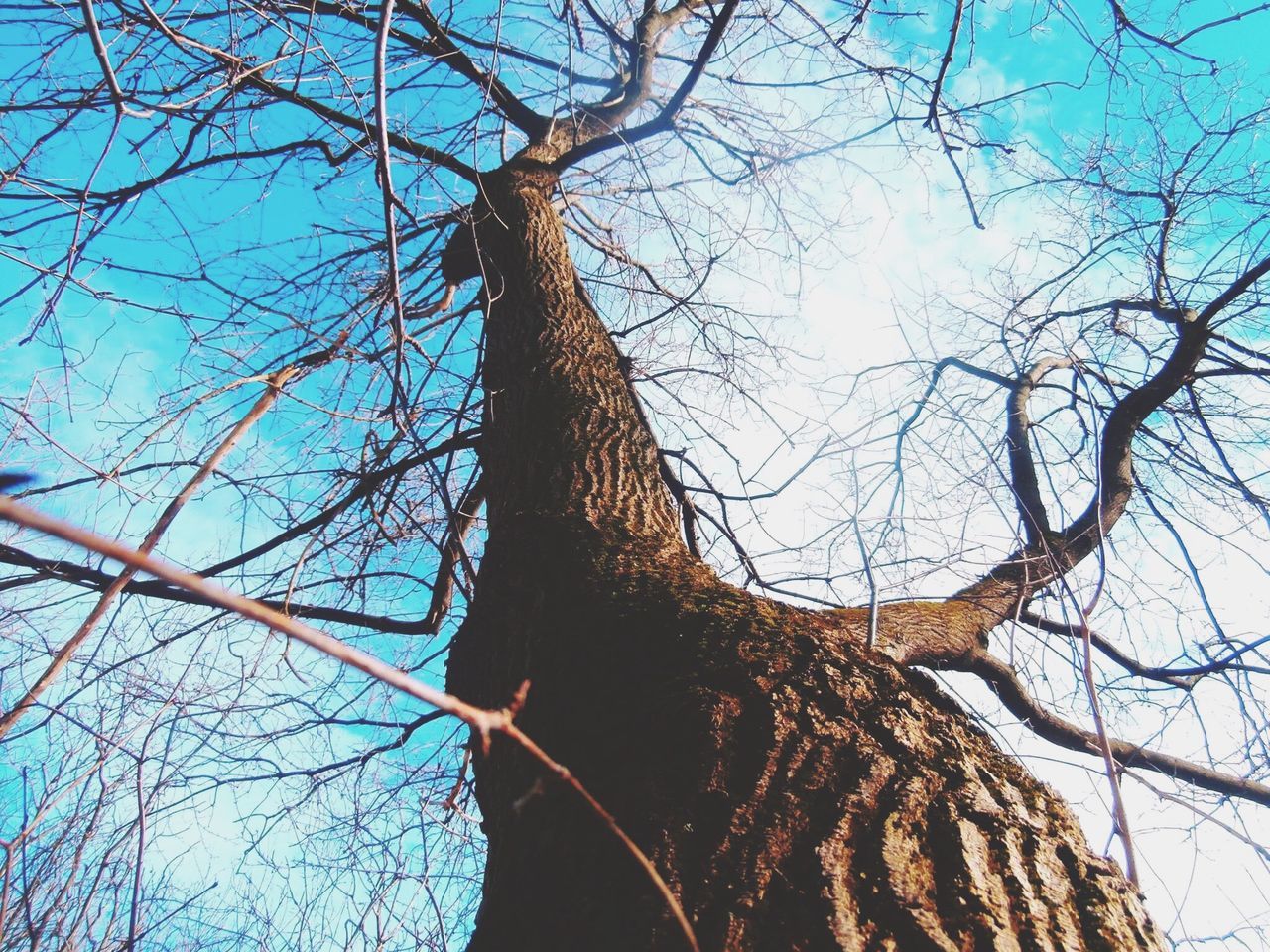 tree, branch, bare tree, low angle view, tree trunk, blue, sky, tranquility, nature, clear sky, beauty in nature, scenics, day, outdoors, tranquil scene, no people, growth, sunlight, bark, dead plant