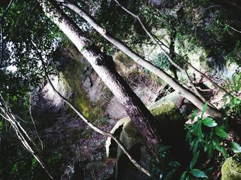 Low angle view of trees in forest