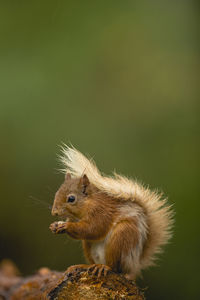 Close-up of squirrel on wood