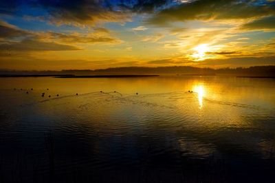 Silhouette of ducks swimming in lake during sunset