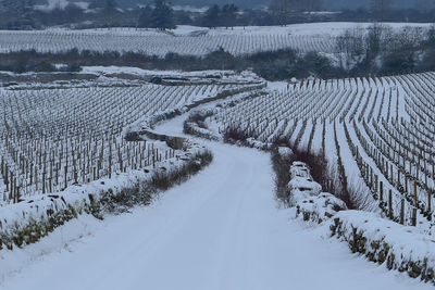 Scenic view of snowcapped vineyard