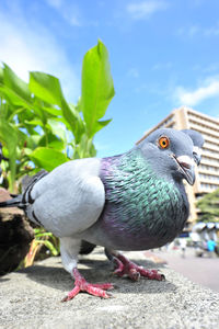 Close-up of bird perching on retaining wall