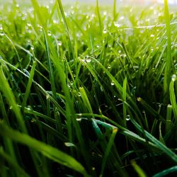 Close-up of wet grass on field