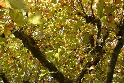 Low angle view of trees