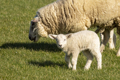 Sheep grazing in a field