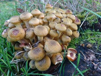 Close-up of mushrooms on field