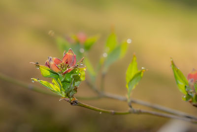plant