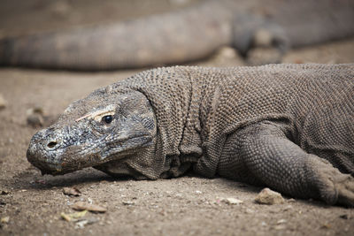 Close-up of lizard on sand