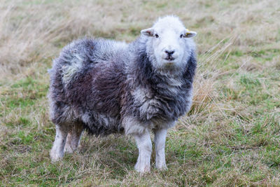 Sheep on grassy field