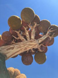 Low angle view of tree against clear blue sky