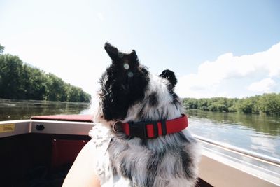 Close-up of dog against sky
