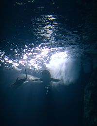 Silhouette of person swimming in sea