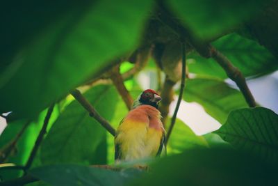 Close-up of bird perching on tree