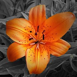 Close-up of orange flower