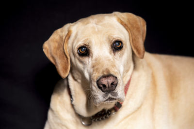 Close-up portrait of dog