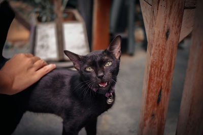 Portrait of cat on hand