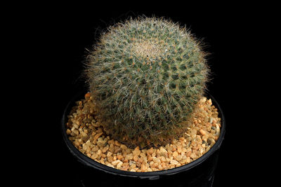 Close-up of cactus against black background