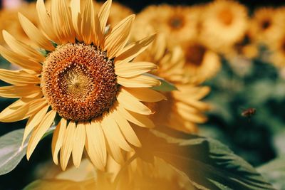 Close-up of sunflower