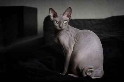 Portrait of a sphynx cat.