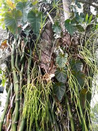 Close-up of fresh green plants