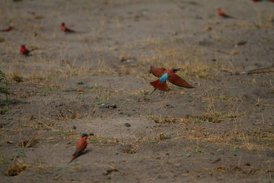 Close-up of bird flying over field
