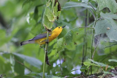 Close-up of bird perching on a plant