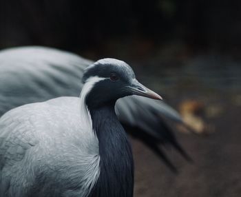 Close-up of bird