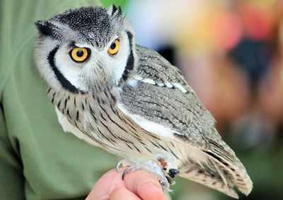 Close-up of owl perching on person hand