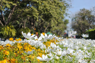 Close-up of white flowering plant on field