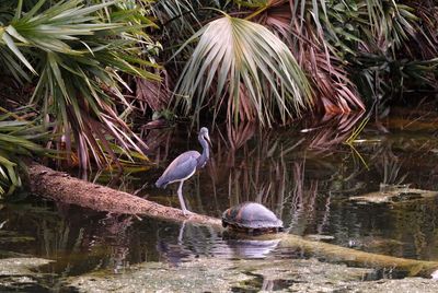 Bird perching on a lake