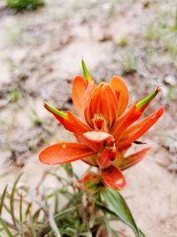 Close-up of orange day lily blooming outdoors