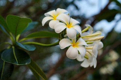 Close-up of flowers blooming on tree