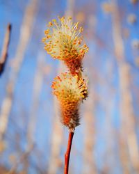 Close-up of flowering plant