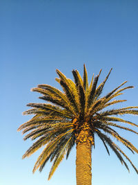 Low angle view of palm tree against clear blue sky