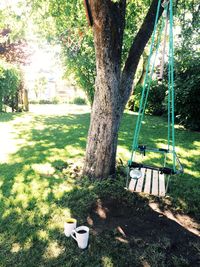 Trees in park