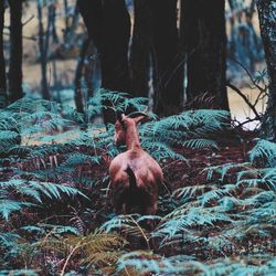 Goat standing amidst plants at forest