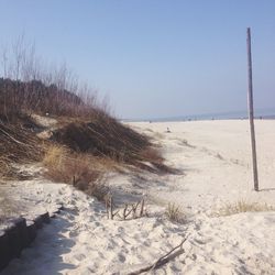 Dry plants on sand at beach against sky