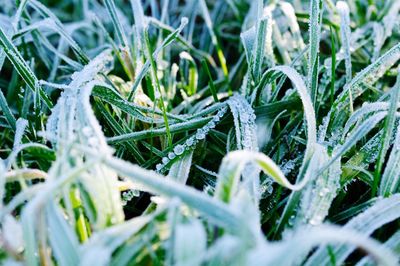 Close-up of snow on plants on field