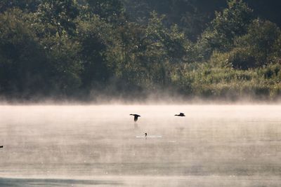 Bird flying over lake