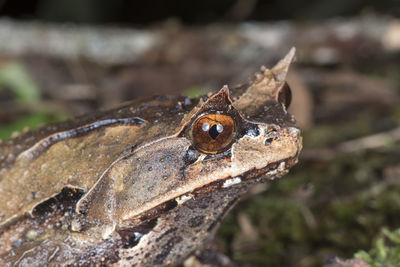 Close-up of frog on leaf