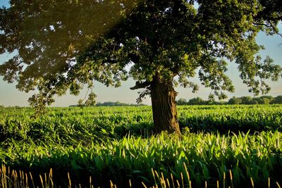 Scenic view of agricultural field against sky